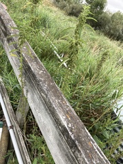 Amaranthus tuberculatus