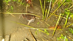 Physalaemus cuvieri