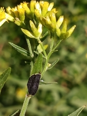 Asteromyia euthamiae