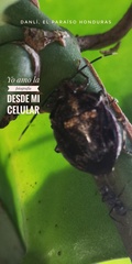 Antiteuchus