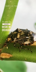 Antiteuchus