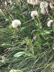 Hypochaeris uniflora