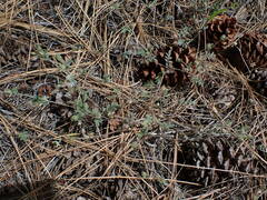 Polemonium micranthum