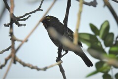 Tiaris olivaceus intermedius