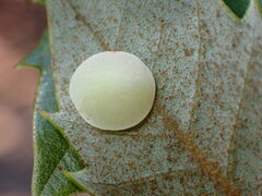 Paracraspis guadaloupensis