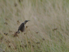 Chalcomitra fuliginosa