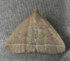 Zanclognatha marcidilinea