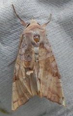 Phlogophora periculosa