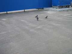 Columba livia domestica