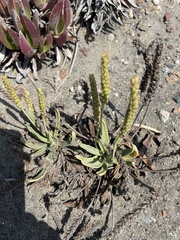 Plantago maritima