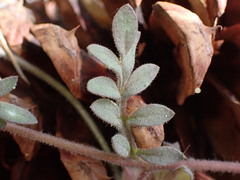 Polemonium micranthum