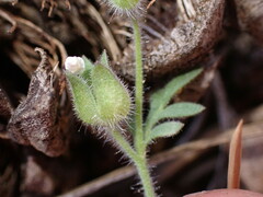 Polemonium micranthum