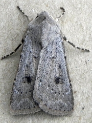 Agrotis vetusta