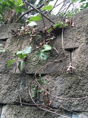 Piper excelsum excelsum