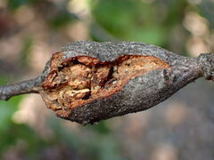 Dryocosmus asymmetricus