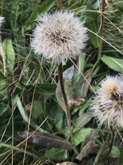Hypochaeris uniflora