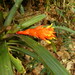 Guzmania jaramilloi - Photo (c) Holger Beck, some rights reserved (CC BY-NC), uploaded by Holger Beck