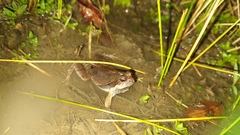 Physalaemus cuvieri