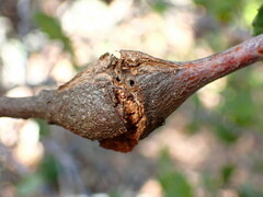 Dryocosmus asymmetricus