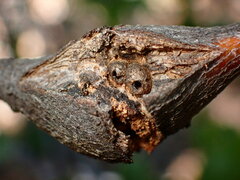Dryocosmus asymmetricus