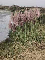 Cortaderia