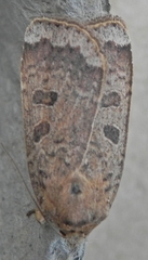 Abagrotis