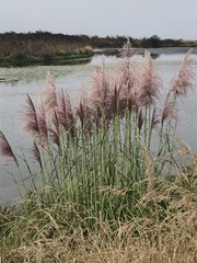 Cortaderia