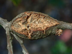 Dryocosmus asymmetricus