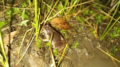 Physalaemus cuvieri