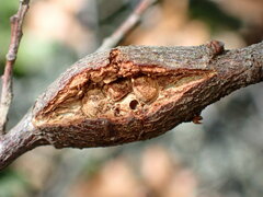 Dryocosmus asymmetricus