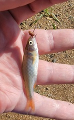 Cyprinella lutrensis