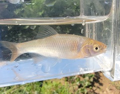 Cyprinella lutrensis