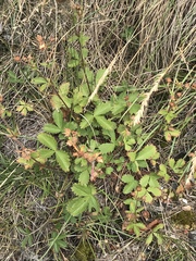 Potentilla grandiflora