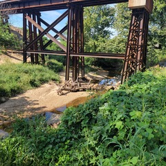 Cyprinella lutrensis