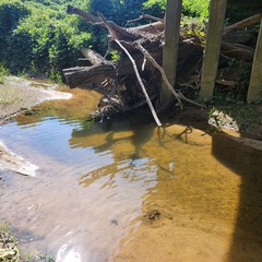 Cyprinella lutrensis