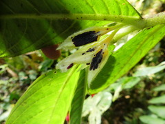Columnea