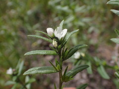 Buglossoides