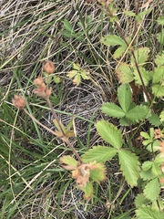 Potentilla grandiflora