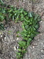 Funastrum cynanchoides