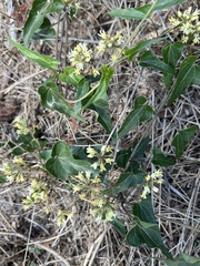 Funastrum cynanchoides