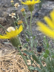 Heterotheca villosa