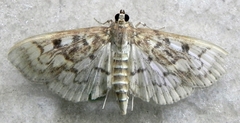 Herpetogramma thestealis