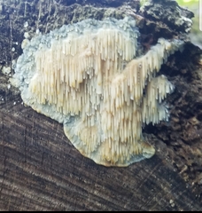 Radulomyces copelandii