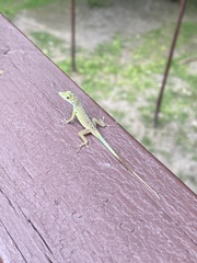 Anolis grahami