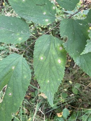 Pachypsylla celtidisvesicula