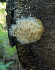 Radulomyces copelandii