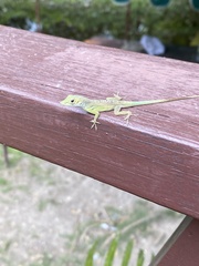 Anolis grahami