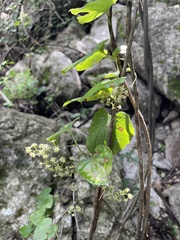 Dioscorea