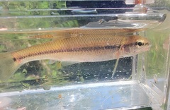 Pimephales notatus