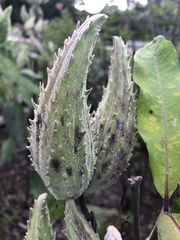Asclepias syriaca